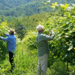 Dacastello Vini dalle cantine alla tavola