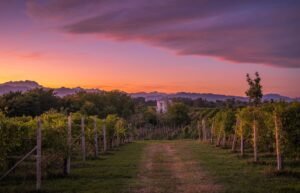 Alto Piemonte ph Press